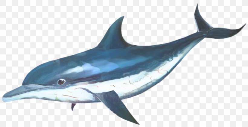 Common Bottlenose Dolphin Tucuxi Short-beaked Common Dolphin Toothed Whale, PNG, 1081x555px, Common Bottlenose Dolphin, Animal Figure, Atlantic Blue Marlin, Bottlenose Dolphin, Cetacea Download Free