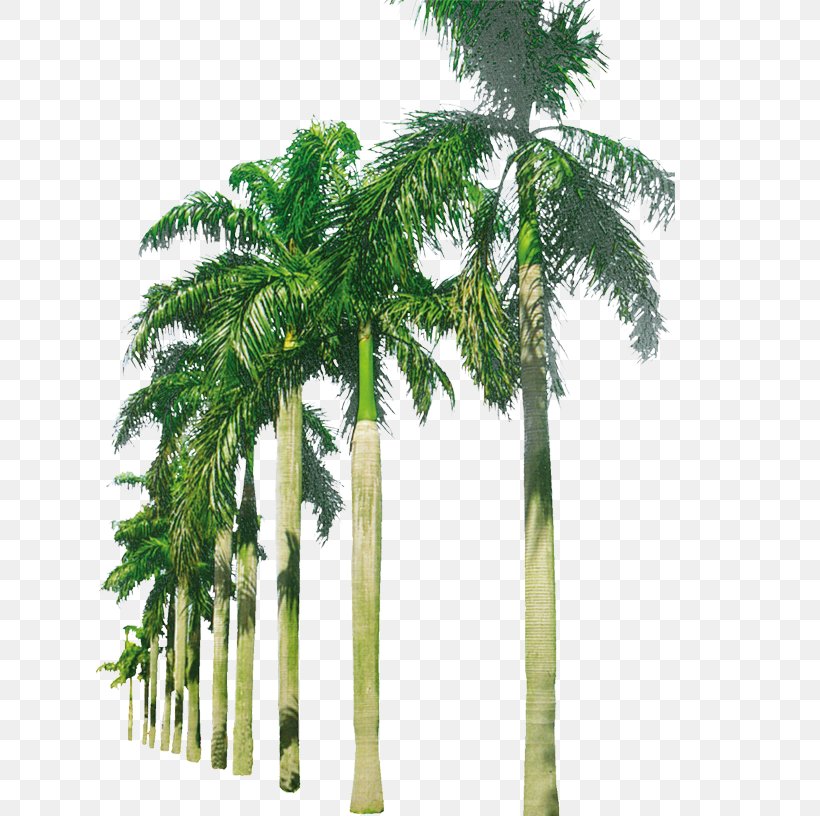 Coconut Arecaceae, PNG, 789x816px, American Sycamore, Architecture, Arecaceae, Arecales, Coconut Download Free
