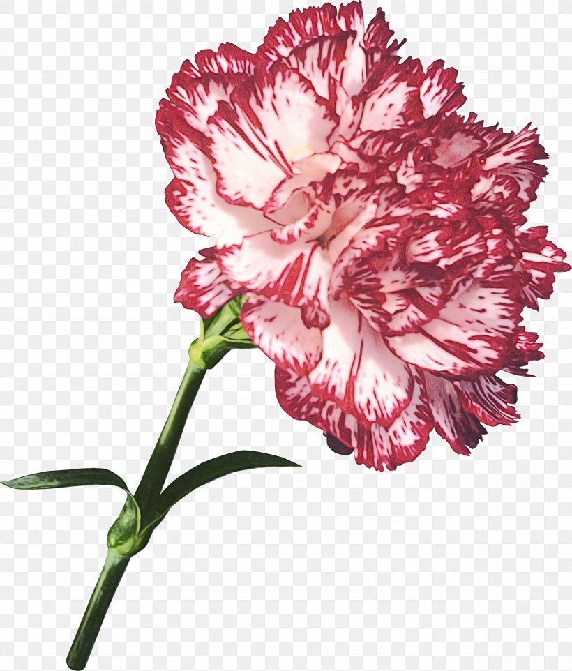 Flower Garden Roses Clove Tulip Dianthus Caryophyllus Var. Schabaud, PNG, 2557x3000px, Flower, Botany, Carnation, Chinese Peony, Chrysanthemum Download Free