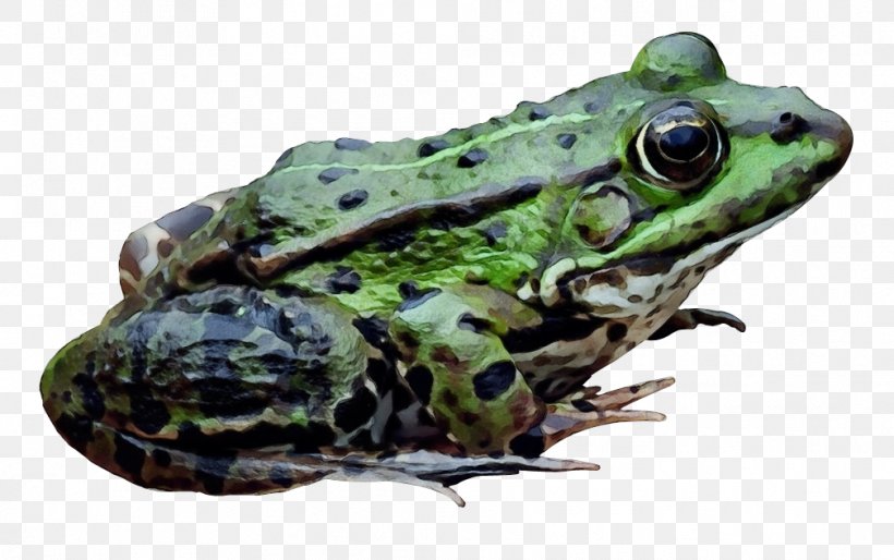 Frog Amphibians Transparency Image, PNG, 1008x632px, Frog, American Bullfrog, Amphibian, Amphibians, Animal Download Free