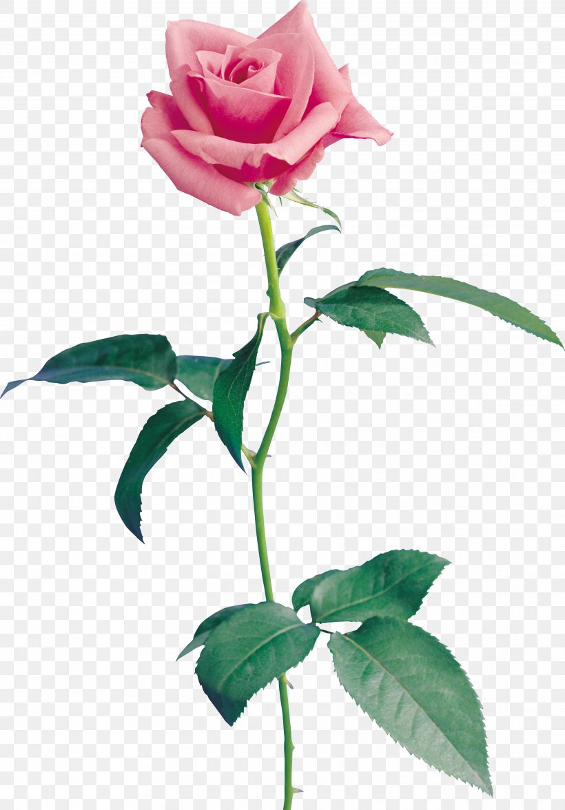 Garden Roses Cut Flowers Petal Beach Rose, PNG, 3416x4901px, Garden Roses, Beach Rose, Bud, Centifolia Roses, China Rose Download Free