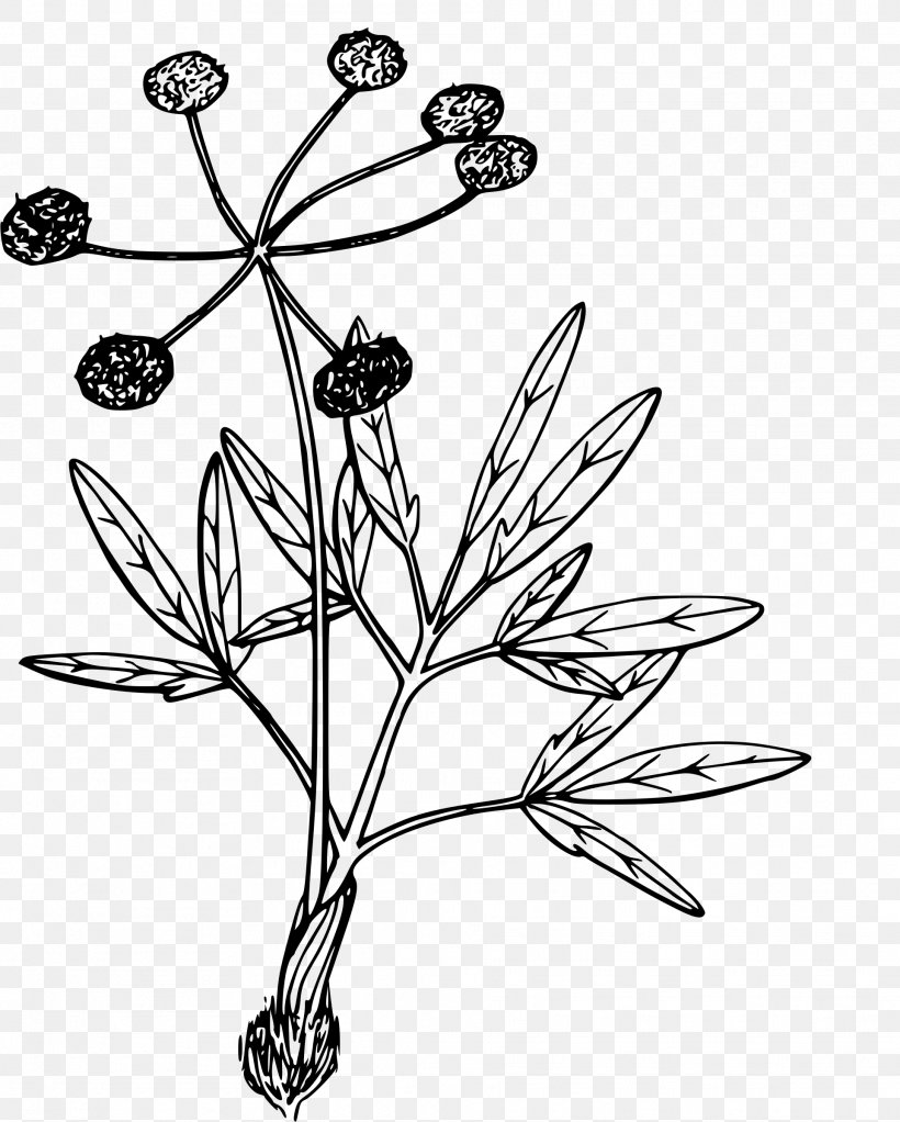 Lilium Columbianum Color Fruits Lilium Philadelphicum Lilium Washingtonianum, PNG, 1924x2400px, Lilium Columbianum, Black And White, Branch, Color, Drawing Download Free