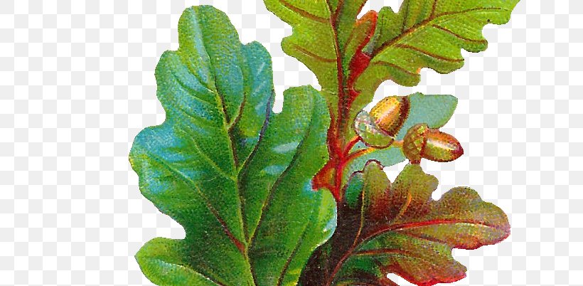 Acorn Leaf Botanical Illustration English Oak Clip Art, PNG, 766x402px, Acorn, Art, Autumn Leaf Color, Botanical Illustration, Botany Download Free