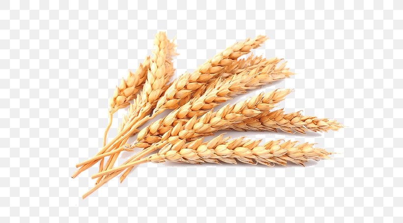 Cereal Common Wheat Stock Photography Ear, PNG, 640x453px, Cereal, Cereal Germ, Commodity, Common Wheat, Crop Download Free