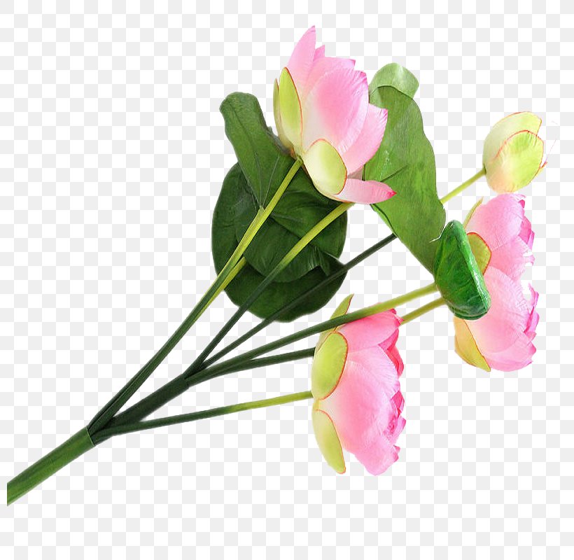 Nelumbo Nucifera Floral Design Flower Lotus Effect, PNG, 800x800px, Nelumbo Nucifera, Artificial Flower, Bud, Cut Flowers, Floral Design Download Free