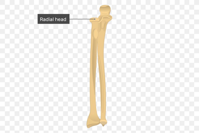 Ulna Radius Bone Anatomy Radial Tuberosity, PNG, 509x550px, Ulna, Anatomy, Arm, Bone, Carpal Bones Download Free