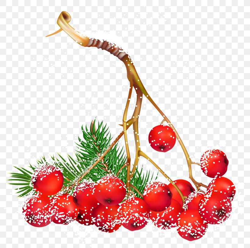 Clip Art Christmas Day Berries Image, PNG, 1600x1589px, Christmas Day, Berries, Berry, Brazilian Peppertree, Christmas Tree Download Free