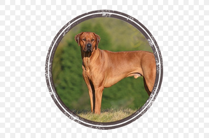 Dog Breed Rhodesian Ridgeback Black Mouth Cur Tosa, PNG, 548x540px, Dog Breed, Black Mouth Cur, Breed, Carnivoran, Cur Download Free