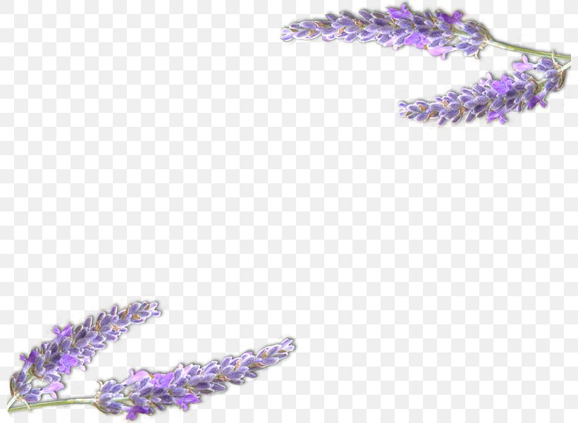 English Lavender Provence Violet Perfumer Lavender Oil, PNG, 800x600px, English Lavender, Aroma, Body Jewelry, Drawing, Essential Oil Download Free