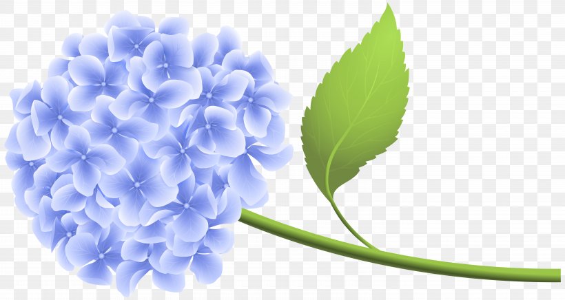 Hydrangea Clip Art, PNG, 6000x3193px, Hydrangea, Art, Flower, Glass, Hydrangeaceae Download Free