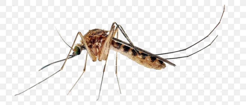 Insect Yellow Fever Mosquito Mosquito Control Ovitrap Marsh Mosquitoes, PNG, 750x352px, Insect, Aedes, Aedes Albopictus, Arthropod, Blood Type Download Free