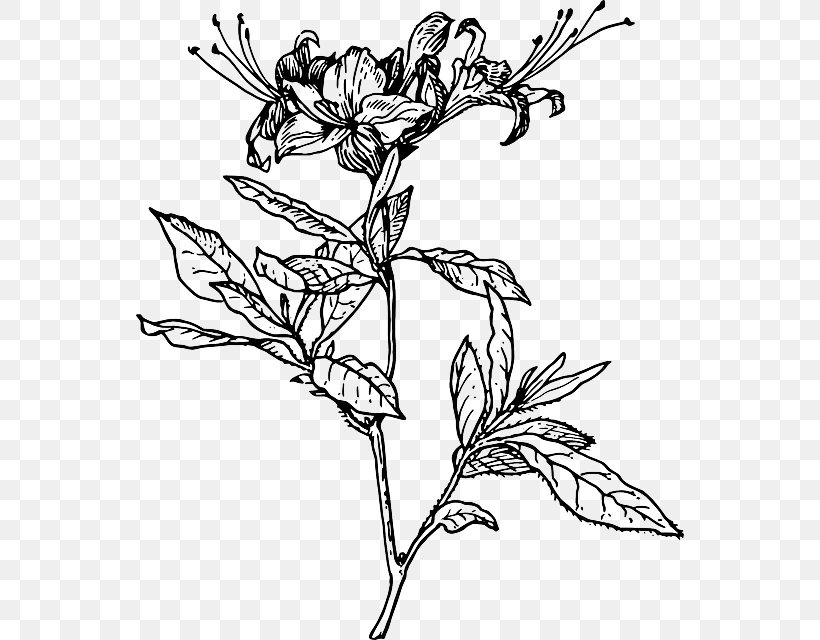 Azalea Drawing Rhododendron Clip Art, PNG, 548x640px, Azalea, Art, Artwork, Black And White, Branch Download Free