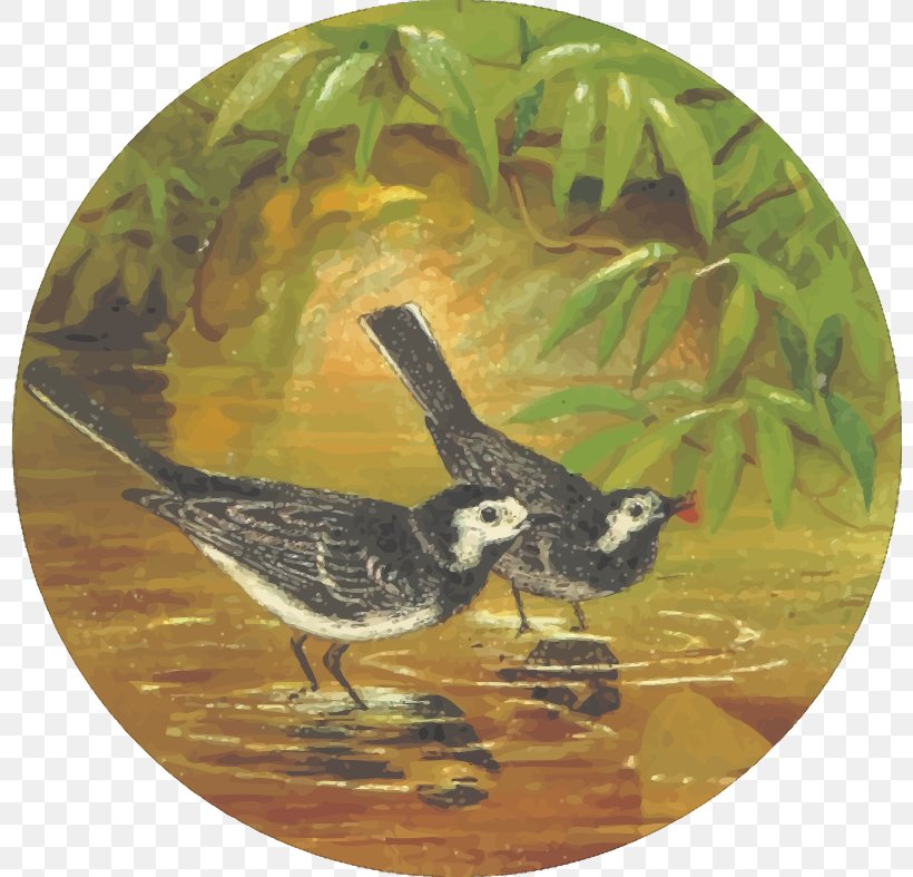 Feathered Favourites: British Birds T-shirt Drawing Clip Art, PNG, 800x787px, Feathered Favourites British Birds, Beak, Bird, Drawing, Fauna Download Free