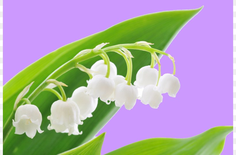 Lily Of The Valley Flower 1 May Labour Day, PNG, 800x538px, Lily Of The Valley, Arumlily, Cut Flowers, Florist, Flower Download Free