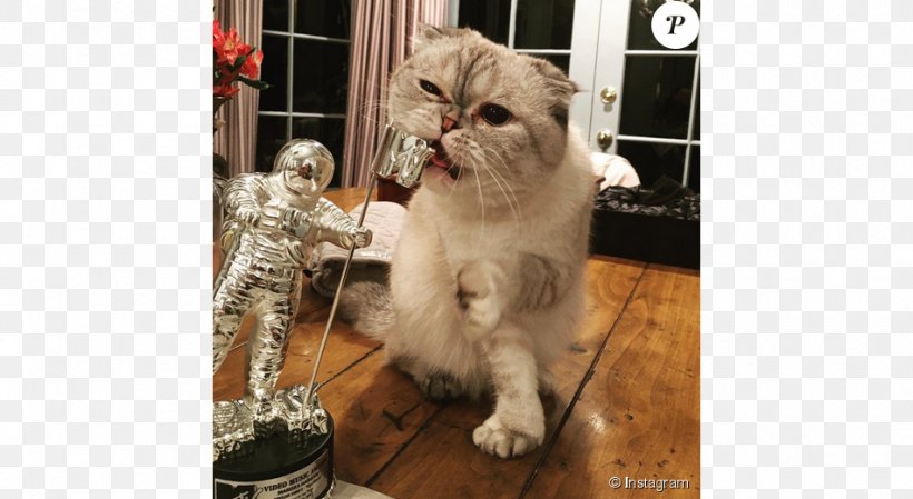 Olivia Benson Scottish Fold Meredith Grey Kitten Common Admission Test (CAT) · 2017, PNG, 950x521px, Olivia Benson, Actor, Carnivoran, Cat, Cat Breed Download Free