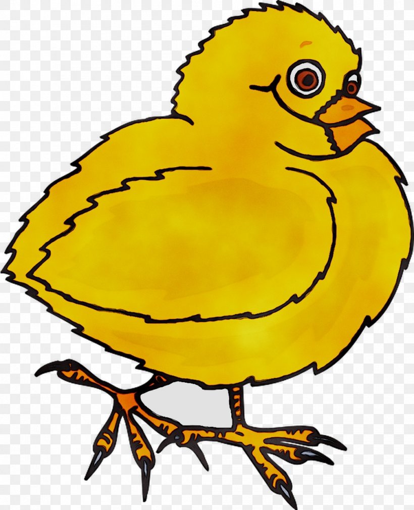Chicken Fowl Bird Beak Poultry, PNG, 1008x1242px, Chicken, Art, Beak, Bird, Buffalo Wing Download Free
