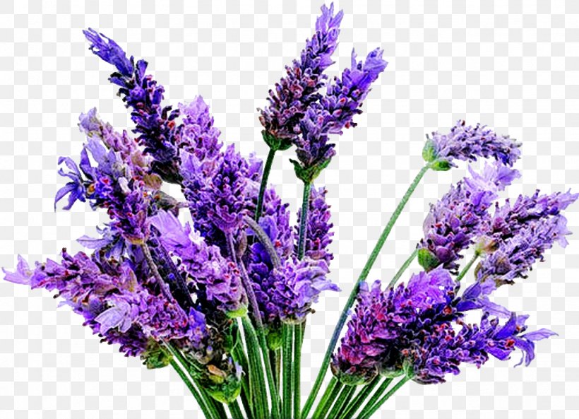 English Lavender Lavandula Latifolia Plant French Lavender Lavender Oil, PNG, 1023x740px, English Lavender, Cut Flowers, Essential Oil, Flower, Flowering Plant Download Free