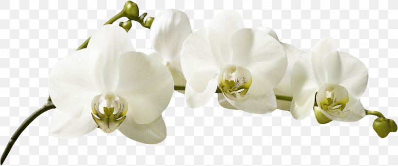 Orchids White Photography Flower, PNG, 1600x668px, Orchids, Blossom, Body Jewelry, Branch, Bud Download Free