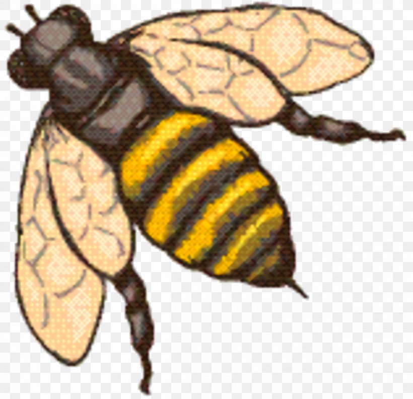 Bee Background, PNG, 1260x1218px, Honey Bee, Bee, Blister Beetles, Bumblebee, Fauna Download Free