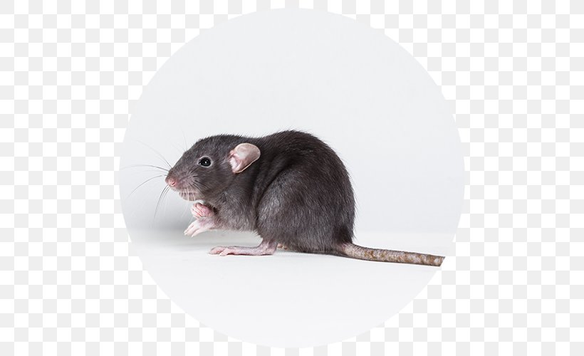 Brown Rat Black Rat Mouse Rodent Pest Control, PNG, 500x500px, Brown Rat, Black Rat, Dormouse, Exterminator, Fauna Download Free