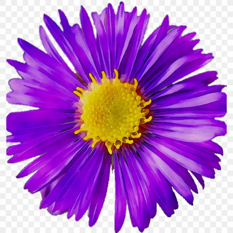 Chrysanthemum Cut Flowers Aster Purple, PNG, 1146x1146px, Chrysanthemum, Alpine Aster, Annual Plant, Aster, Chamomile Download Free