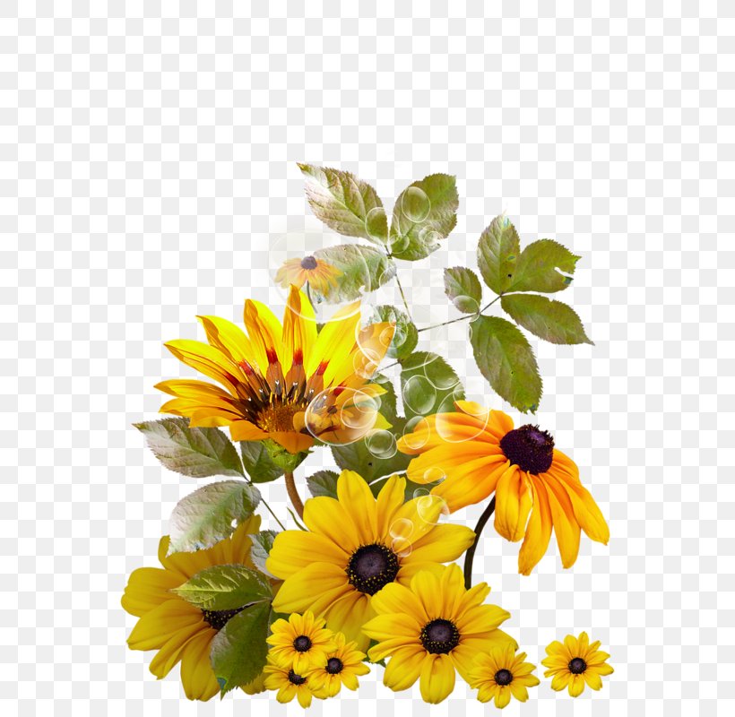 Clip Art, PNG, 786x800px, Common Sunflower, Calendula, Cut Flowers, Daisy, Daisy Family Download Free