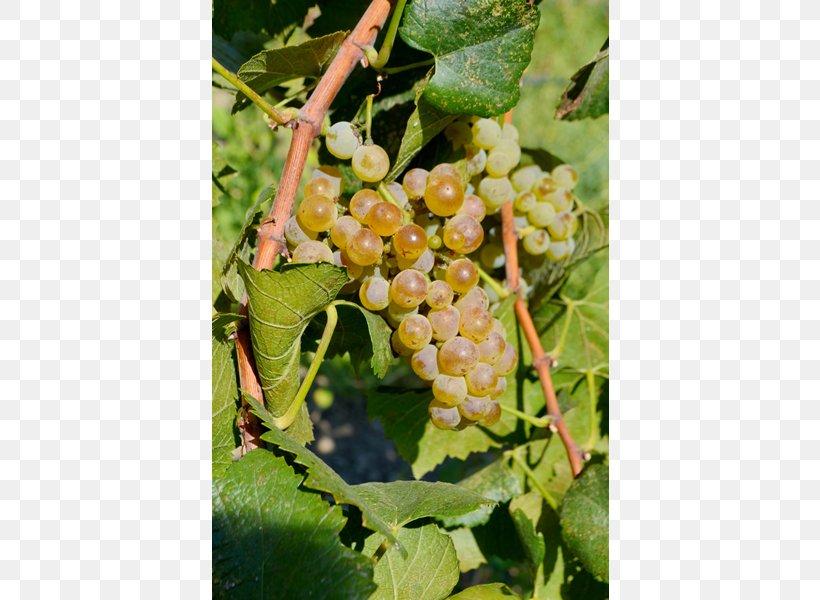 Common Grape Vine Ukiah Cox Vineyard Seedless Fruit, PNG, 600x600px, Grape, Common Grape Vine, Currant, Fiveflavor Berry, Food Download Free