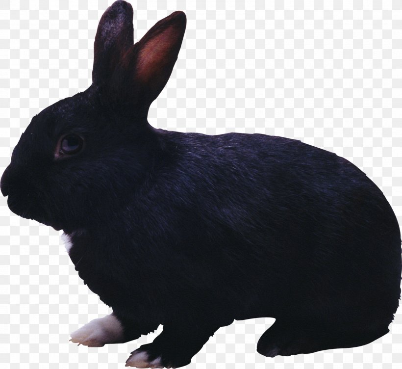 Cottontail Rabbit Clip Art, PNG, 1600x1469px, Cottontail Rabbit, Animal, Black, Display Resolution, Domestic Rabbit Download Free