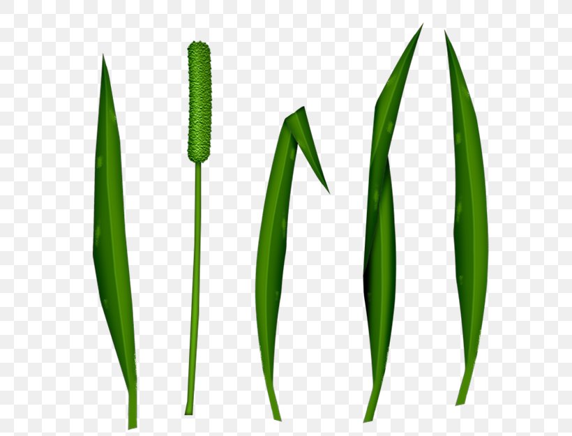 Leaf Commodity Grasses Plant Stem, PNG, 670x625px, Leaf, Commodity, Grass, Grass Family, Grasses Download Free