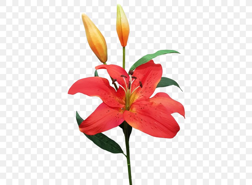 Orange Lily Cut Flowers Floral Design Plant Stem, PNG, 800x600px, Orange Lily, Artificial Flower, Cut Flowers, Fern, Floral Design Download Free