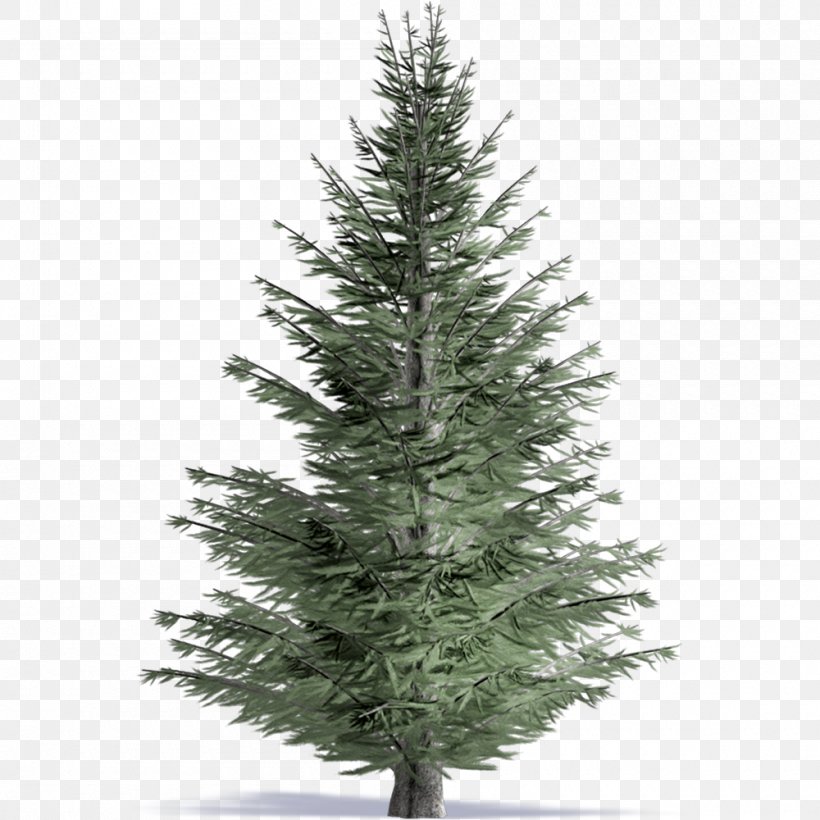Pine Tree Fraser Fir Drawing Clip Art, PNG, 1000x1000px, Pine, Art, Artificial Christmas Tree, Biome, Christmas Decoration Download Free