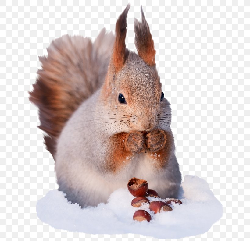 Tree Squirrels Red Squirrel Gray Wolf Winter, PNG, 650x791px, Tree Squirrels, Acorn, Animal, Canvas, Domestic Rabbit Download Free