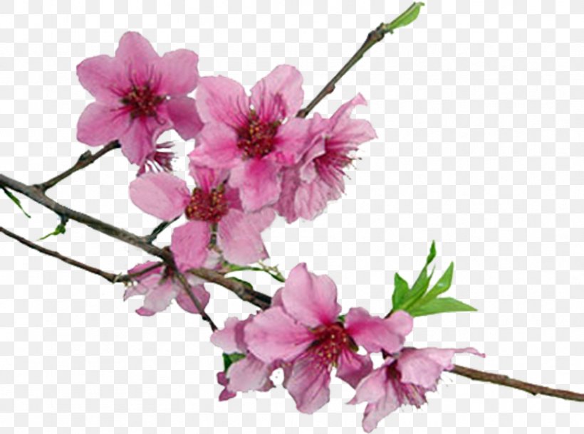 Cherry Blossom Clip Art, PNG, 834x621px, Cherry Blossom, Blossom, Branch, Cut Flowers, Flower Download Free