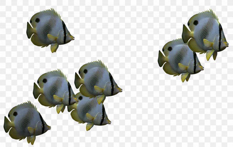 Fish 3D Computer Graphics Icon, PNG, 3808x2400px, 3d Computer Graphics, Fish, Deep Sea Creature, Organism, Photography Download Free