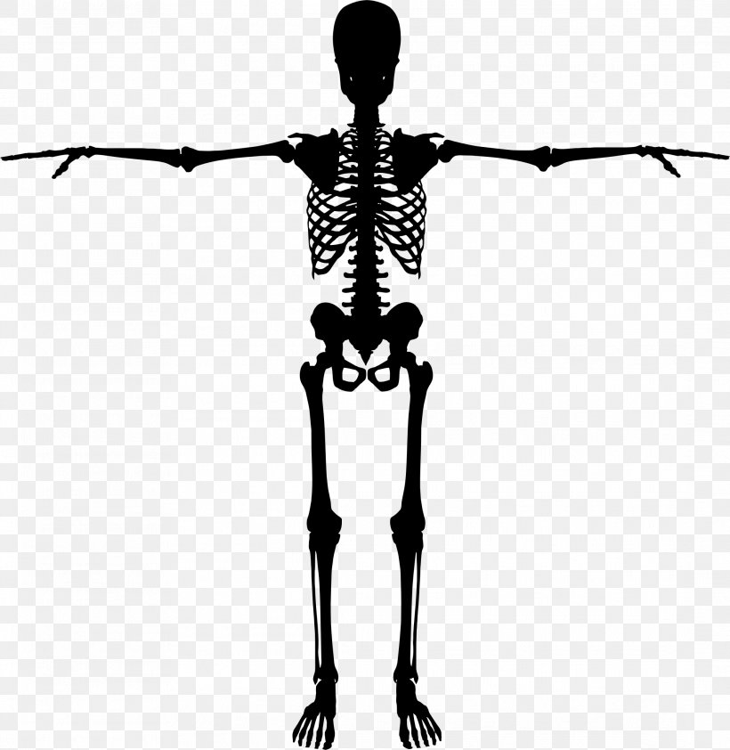 Human Skeleton Bone Human Body, PNG, 2176x2235px, Human Skeleton, Arm, Black And White, Bone, Branch Download Free