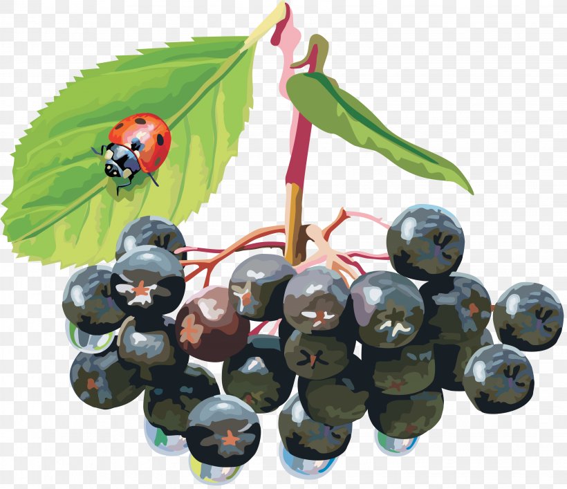 Sorbus Aucuparia Berry Aronia Melanocarpa Shrub, PNG, 3268x2820px, Sorbus Aucuparia, Aronia Melanocarpa, Berry, Bilberry, Blueberry Download Free