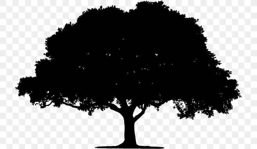Tree Silhouette Clip Art, PNG, 724x476px, Tree, Black, Black And White, Branch, Flowering Plant Download Free