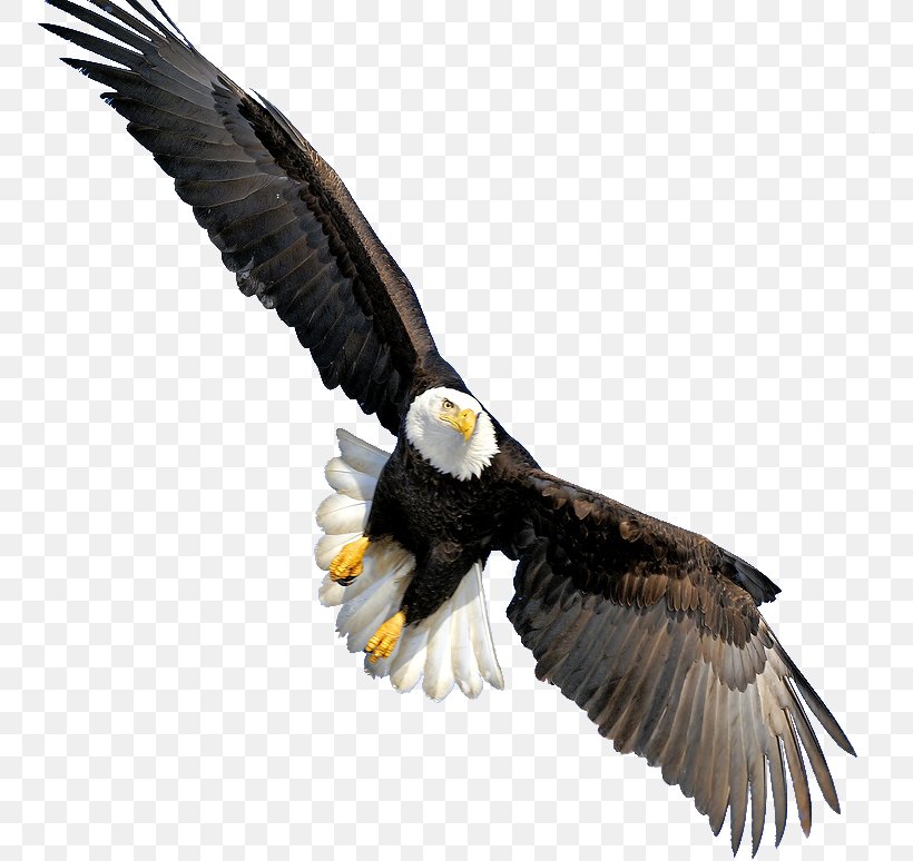 Bald Eagle Throw Pillow Beak CafePress, PNG, 751x774px, Bald Eagle, Accipitriformes, Beak, Bird, Bird Of Prey Download Free