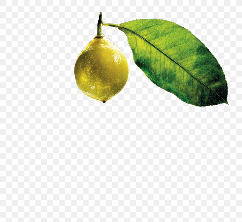 Citrus Leaf, PNG, 767x755px, Citrus, Food, Fruit, Leaf, Plant Download Free