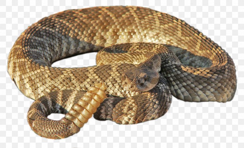Rattlesnake, PNG, 1024x623px, Snake, Boa Constrictor, Boas, Bullsnake, Colubridae Download Free