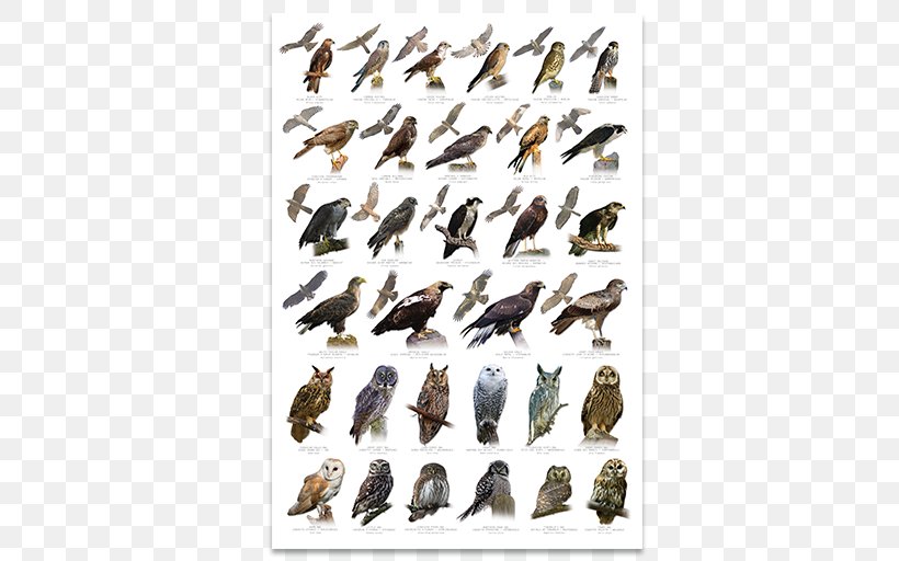 Tawny Owl Bird Of Prey International Centre For Birds Of Prey Falconiformes, PNG, 512x512px, Owl, Barn Owl, Bird, Bird Of Prey, Diurnality Download Free