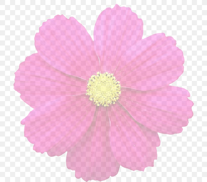 Flower Clip Art, PNG, 719x720px, Flower, Annual Plant, Cosmos, Cut Flowers, Daisy Family Download Free