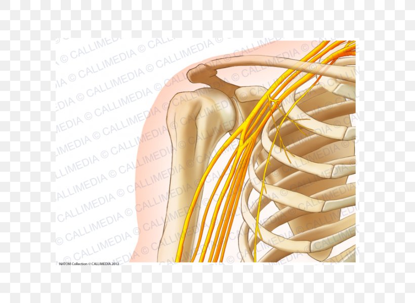 Human Anatomy Shoulder Human Body Bone, PNG, 600x600px, Watercolor, Cartoon, Flower, Frame, Heart Download Free