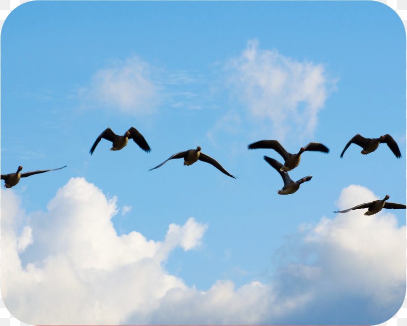 Canada Goose Bird Migration Water Bird, PNG, 1500x1200px, Goose, Animal, Animal Migration, Beak, Bird Download Free