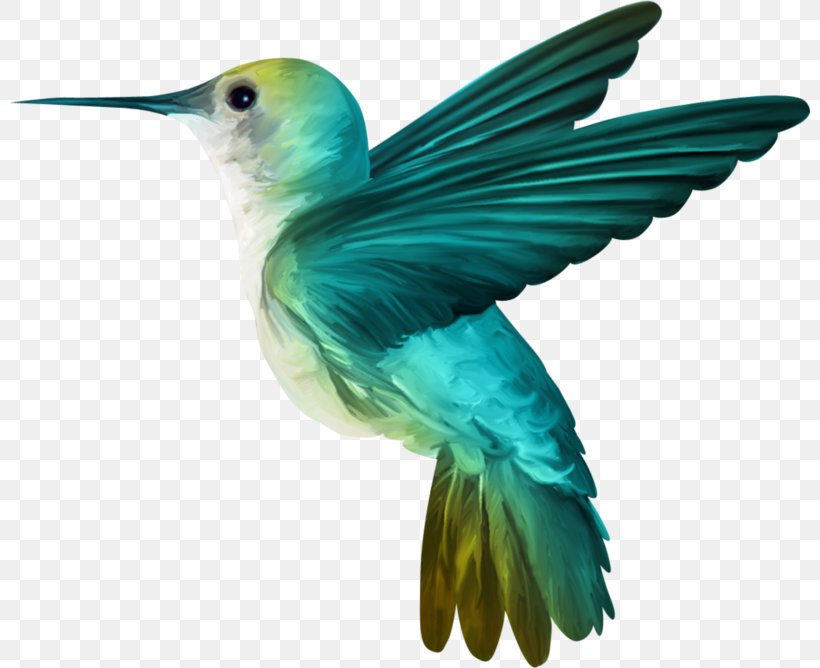 Hummingbird Desktop Wallpaper Clip Art, PNG, 800x668px, Hummingbird, Beak, Bird, Blackwinged Lovebird, Coraciiformes Download Free