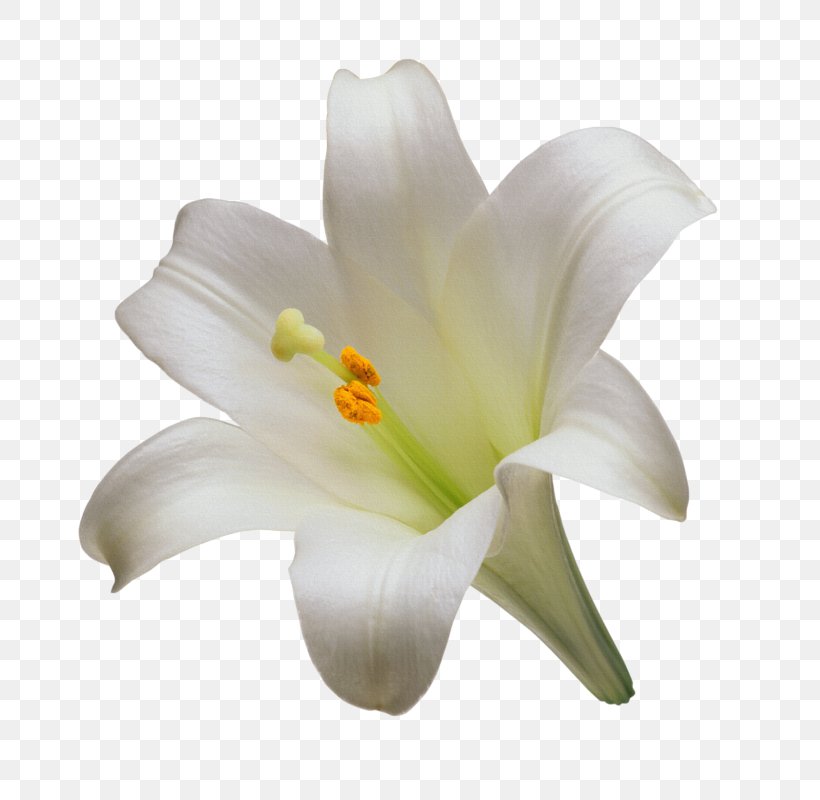 Madonna Lily Cut Flowers Tiger Lily Easter Lily, PNG, 800x800px, Madonna Lily, Bulb, Color, Cut Flowers, Easter Lily Download Free