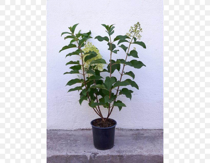 Tree Flowerpot Shrub Evergreen Viburnum, PNG, 560x636px, Tree, Evergreen, Flowerpot, Herb, Houseplant Download Free