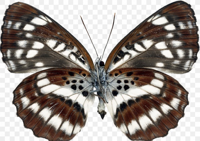 Brush-footed Butterflies Moth Gossamer-winged Butterflies Butterfly Transparency And Translucency, PNG, 1184x837px, Brushfooted Butterflies, Animal, Arthropod, Biological Specimen, Biology Download Free