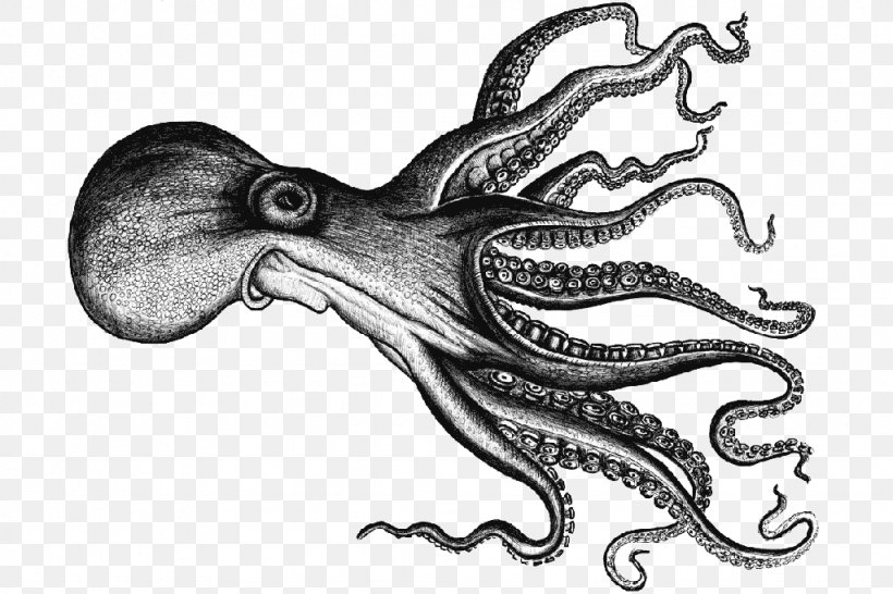 Octopus Squid Swordfish Black Scabbardfish, PNG, 1024x683px, Octopus, Atlantic Mackerel, Black And White, Black Scabbardfish, Cephalopod Download Free