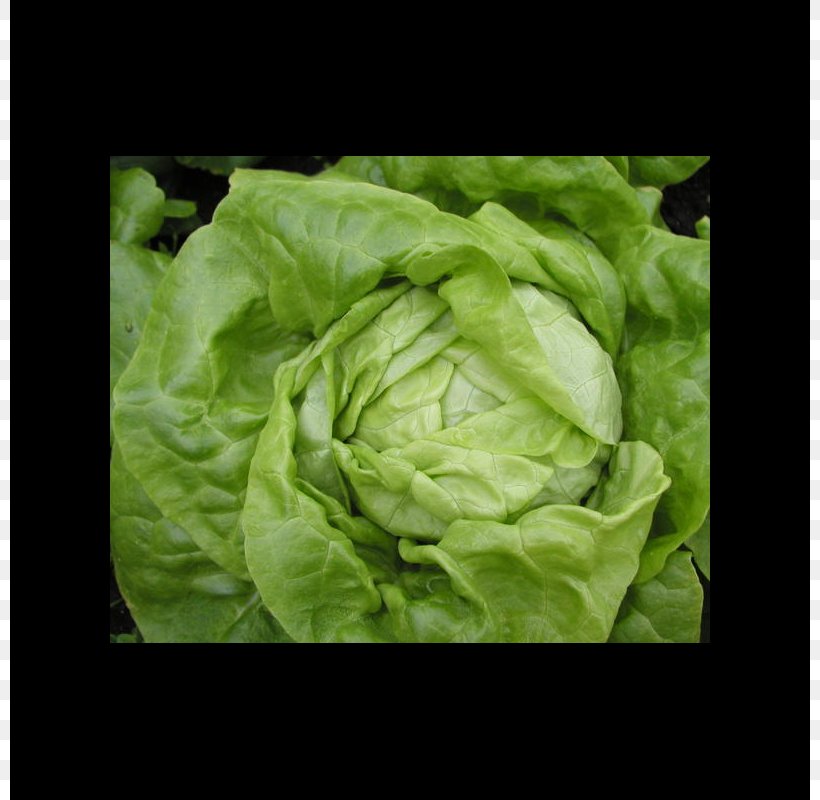 Romaine Lettuce Celtuce Leaf Vegetable Salad, PNG, 800x800px, Romaine Lettuce, Celtuce, Chard, Dill, Fenugreek Download Free